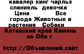  кавалер кинг чарльз спаниель -девочка › Цена ­ 45 000 - Все города Животные и растения » Собаки   . Алтайский край,Камень-на-Оби г.